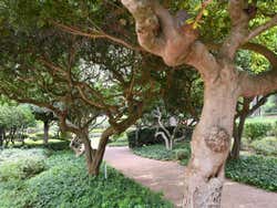 Passeio pelos Jardins de Marivent