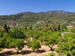 Campo de laranjeiras em Fornalutx