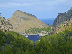 Vegetação junto do mar